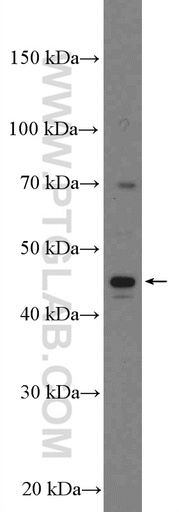[26045-1-AP-20UL] PEDF Polyclonal antibody