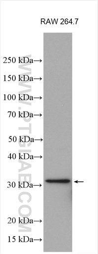 [26048-1-AP-20UL] IL-1 beta Polyclonal antibody