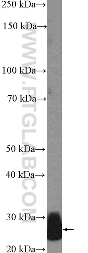 [26050-1-AP-20UL] CFD Polyclonal antibody