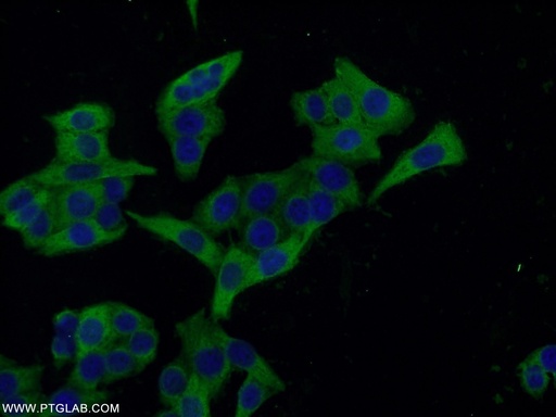 [26056-1-AP-150UL] Ezrin Polyclonal antibody