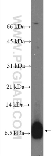 [26057-1-AP-20UL] C4orf7 Polyclonal antibody