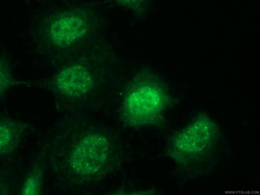 [26060-1-AP-150UL] SLFN11 Polyclonal antibody