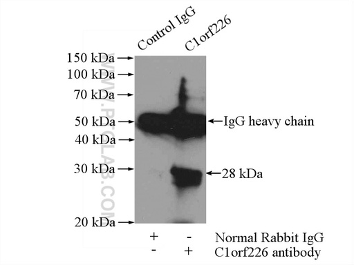 [26061-1-AP-20UL] C1orf226 Polyclonal antibody