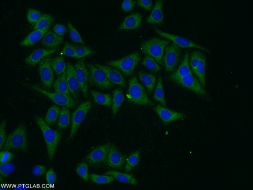 [26072-1-AP-150UL] PARP10 Polyclonal antibody