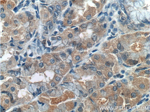 [26075-1-AP-150UL] RLN3 Polyclonal antibody