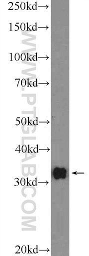 [26077-1-AP-150UL] CLEC12B Polyclonal antibody