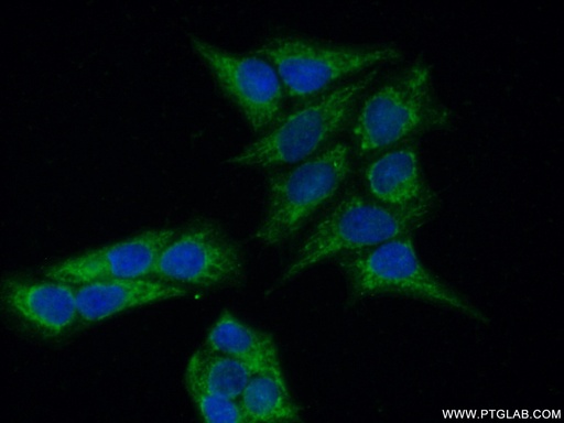 [26078-1-AP-20UL] MAP9 Polyclonal antibody