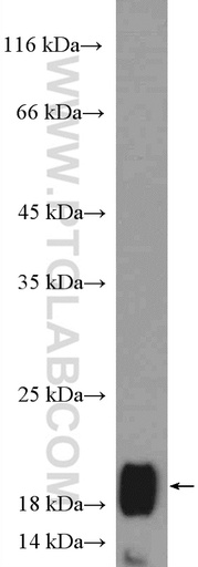 [26101-1-AP-150UL] C9orf46 Polyclonal antibody