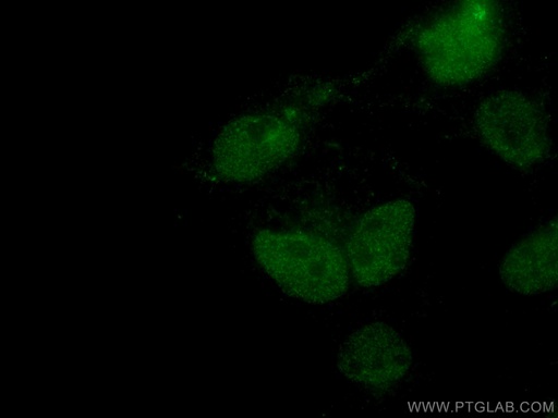 [26109-1-AP-150UL] C1orf58 Polyclonal antibody