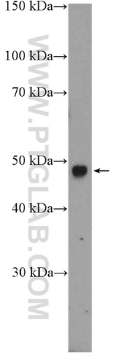 [26111-1-AP-20UL] RIMKLB Polyclonal antibody