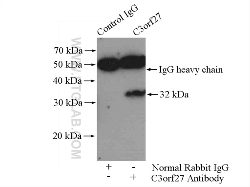 [26114-1-AP-150UL] C3orf27 Polyclonal antibody