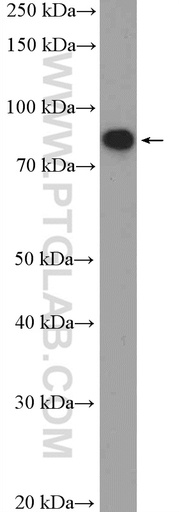 [26115-1-AP-20UL] C1orf103 Polyclonal antibody
