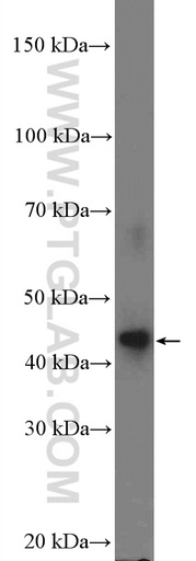 [26118-1-AP-150UL] DMRTB1 Polyclonal antibody