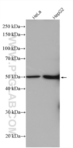 [26119-1-AP-20UL] LSM11 Polyclonal antibody
