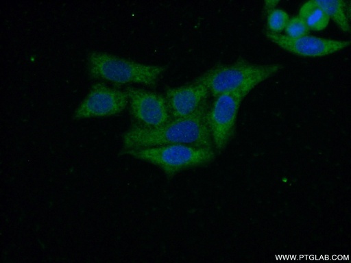 [26130-1-AP-20UL] C14orf28 Polyclonal antibody