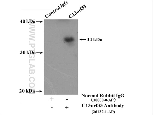 [26137-1-AP-150UL] C13orf33 Polyclonal antibody