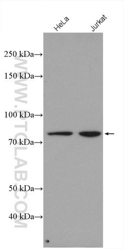 [26140-1-AP-150UL] ZBED1 Polyclonal antibody