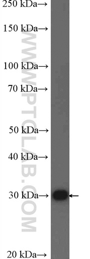 [26142-1-AP-20UL] SPATS1 Polyclonal antibody