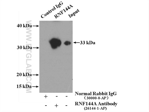 [26144-1-AP-150UL] RNF144A Polyclonal antibody