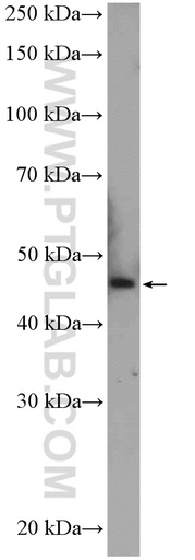 [26145-1-AP-20UL] C2orf60 Polyclonal antibody