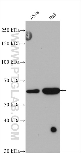 [26158-1-AP-150UL] METTL14 Polyclonal antibody