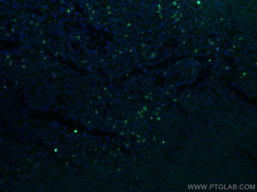 [26163-1-AP-20UL] IL-17a Polyclonal antibody