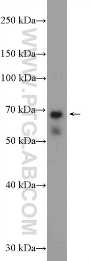 [26172-1-AP-20UL] NCAPH2 Polyclonal antibody