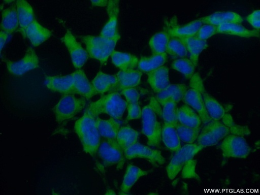[26178-1-AP-20UL] EIF3A Polyclonal antibody