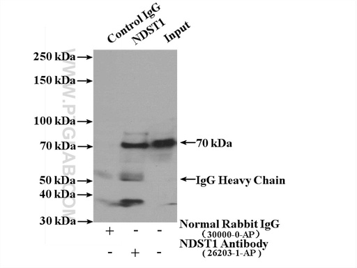 [26203-1-AP-150UL] NDST1 Polyclonal antibody