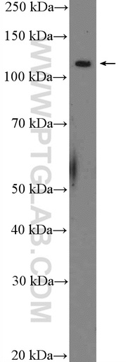 [26204-1-AP-20UL] MYT1 Polyclonal antibody