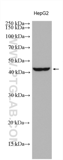 [26230-1-AP-150UL] OBFC1 Polyclonal antibody