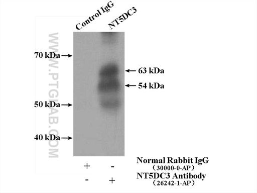 [26242-1-AP-150UL] NT5DC3 Polyclonal antibody