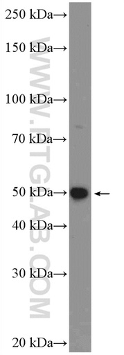 [26243-1-AP-20UL] FAM126A Polyclonal antibody