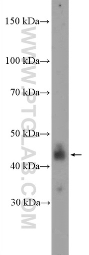 [26273-1-AP-20UL] NFKBIL1 Polyclonal antibody