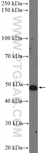 [26277-1-AP-150UL] PDE7A Polyclonal antibody