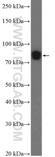 [26280-1-AP-150UL] L3MBTL4 Polyclonal antibody
