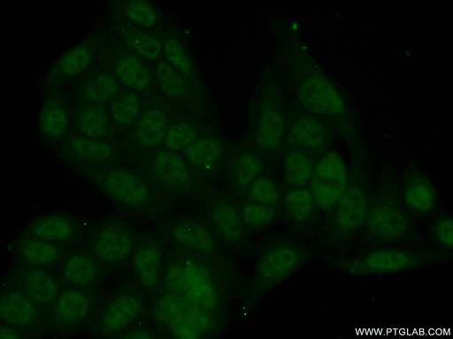 [26287-1-AP-20UL] ZBTB1 Polyclonal antibody