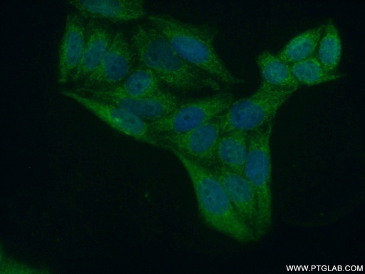 [26288-1-AP-150UL] ZNF385A Polyclonal antibody