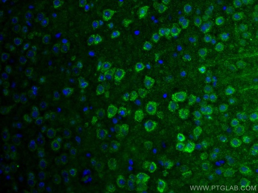 [26292-1-AP-150UL] SLC25A47 Polyclonal antibody