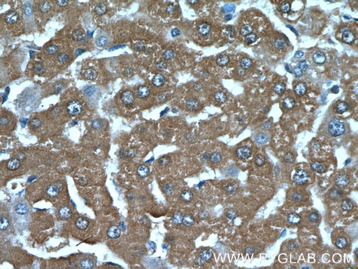 [26299-1-AP-20UL] C19orf54 Polyclonal antibody