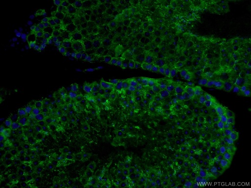 [26305-1-AP-150UL] PDILT Polyclonal antibody