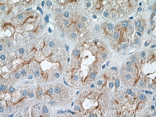 [26306-1-AP-150UL] RNF144B/IBRDC2 Polyclonal antibody