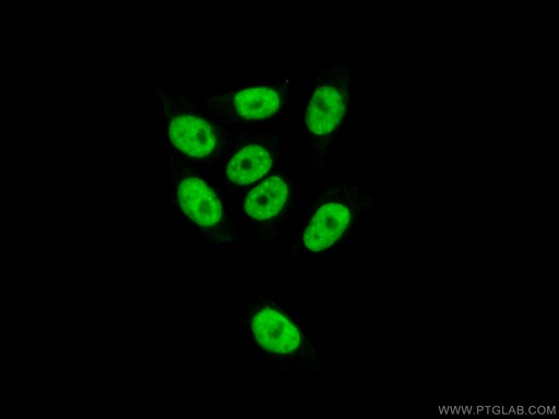 [26315-1-AP-20UL] ZNF828 Polyclonal antibody