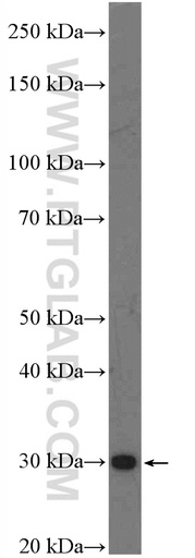 [26322-1-AP-20UL] C1orf71 Polyclonal antibody