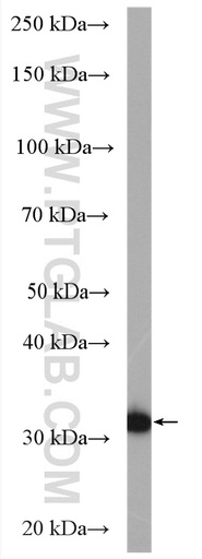 [26342-1-AP-20UL] C1orf187 Polyclonal antibody