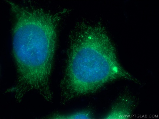 [26352-1-AP-20UL] C5orf33 Polyclonal antibody