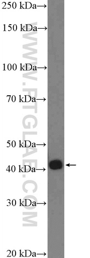 [26362-1-AP-20UL] POU5F2 Polyclonal antibody