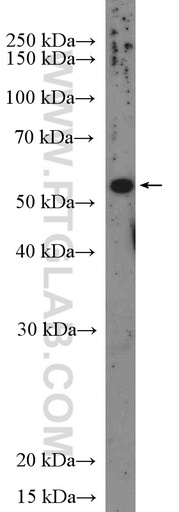 [26369-1-AP-20UL] CCDC77 Polyclonal antibody