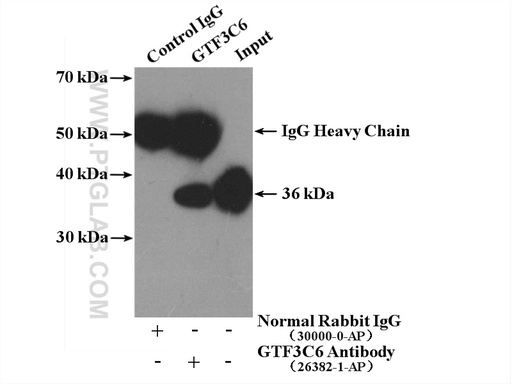 [26382-1-AP-20UL] GTF3C6 Polyclonal antibody