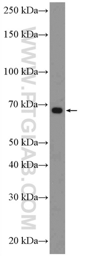 [26395-1-AP-150UL] C14orf93 Polyclonal antibody
